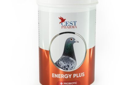 Energy plus